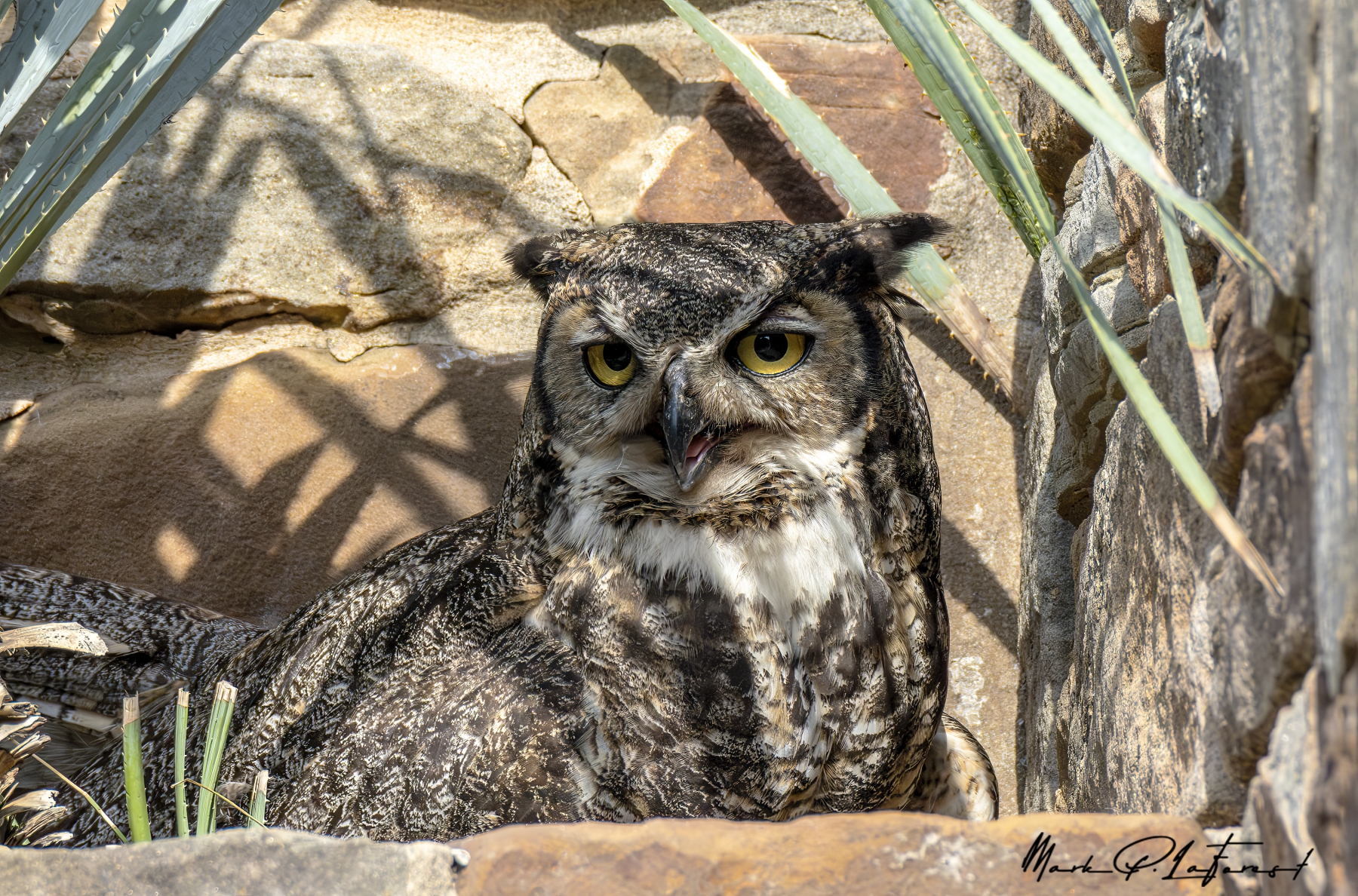 /gallery/north_america/USA/Texas/ladybird wc/Athena Great Horned Owl 2025-022_med.jpg